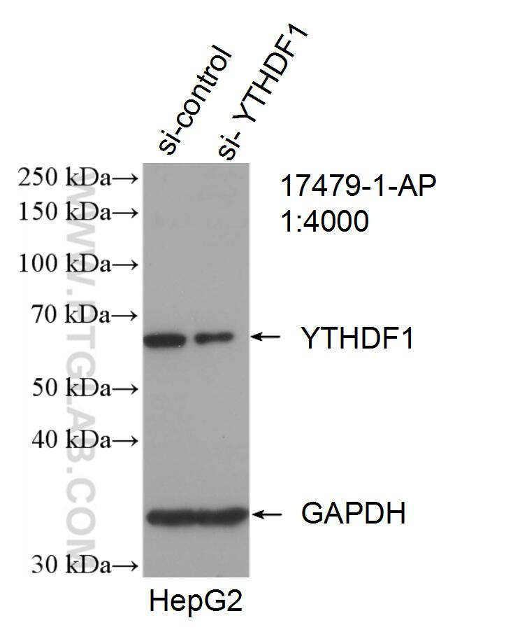 WB analysis of HepG2 using 17479-1-AP