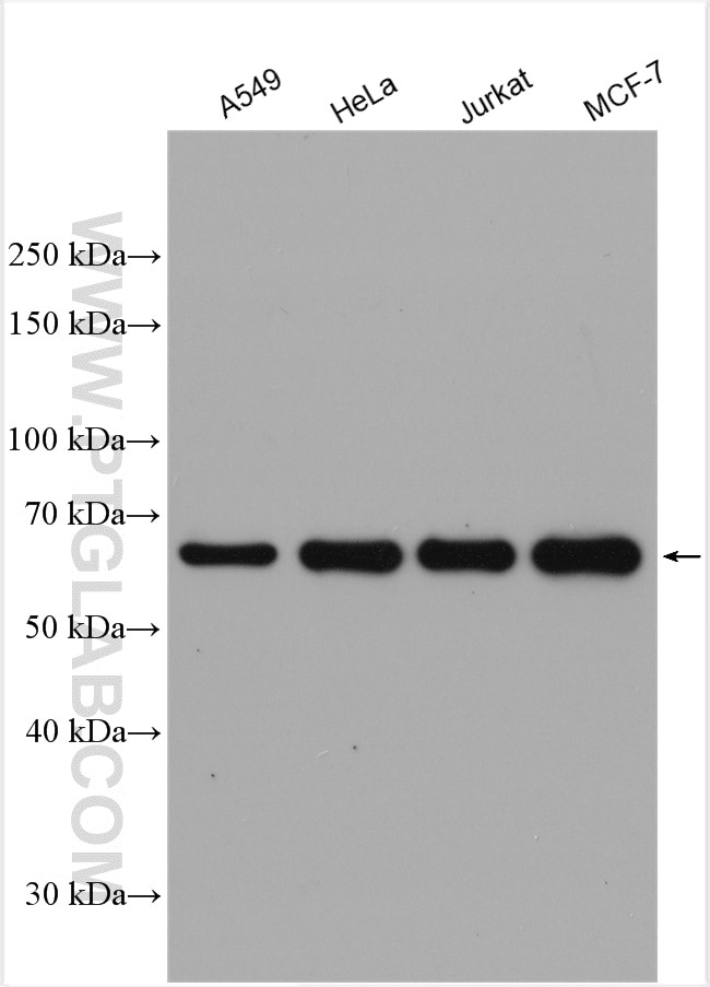 Western Blot (WB) analysis of various lysates using YTHDF1 Polyclonal antibody (17479-1-AP)
