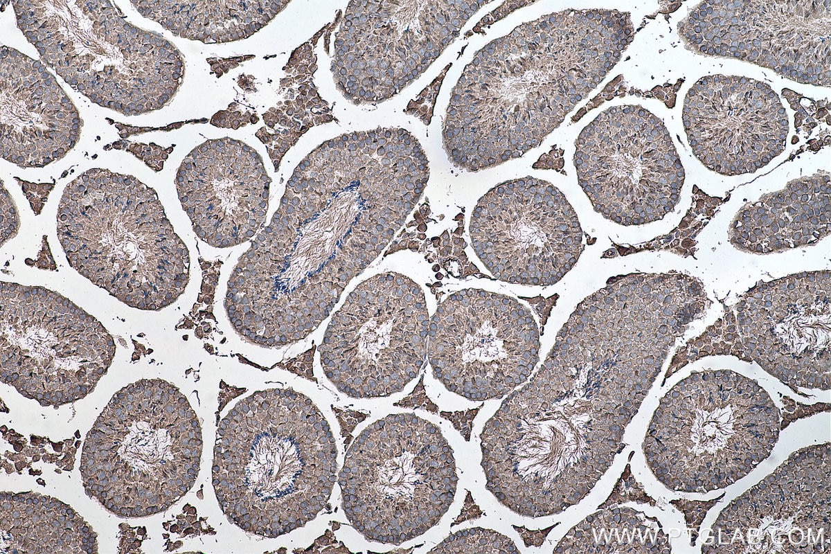 IHC staining of mouse testis using 66745-1-Ig