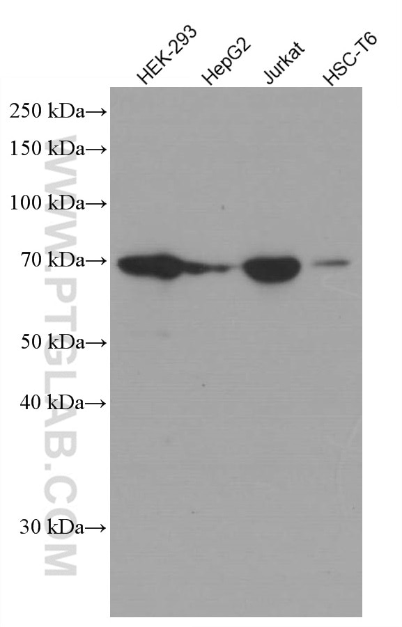 Western Blot (WB) analysis of various lysates using YTHDF1 Monoclonal antibody (66745-1-Ig)