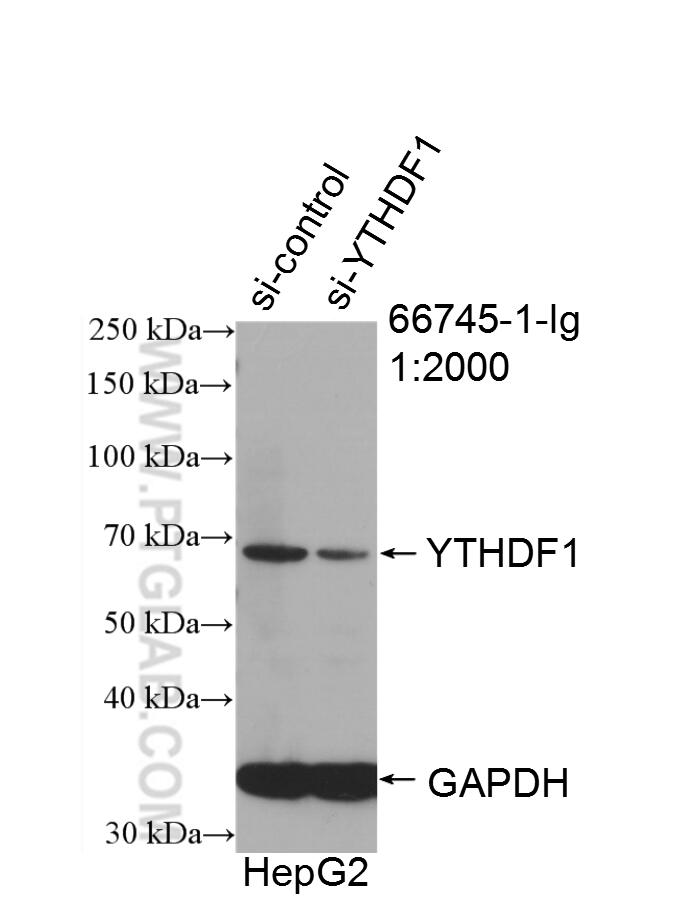 Western Blot (WB) analysis of HepG2 cells using YTHDF1 Monoclonal antibody (66745-1-Ig)