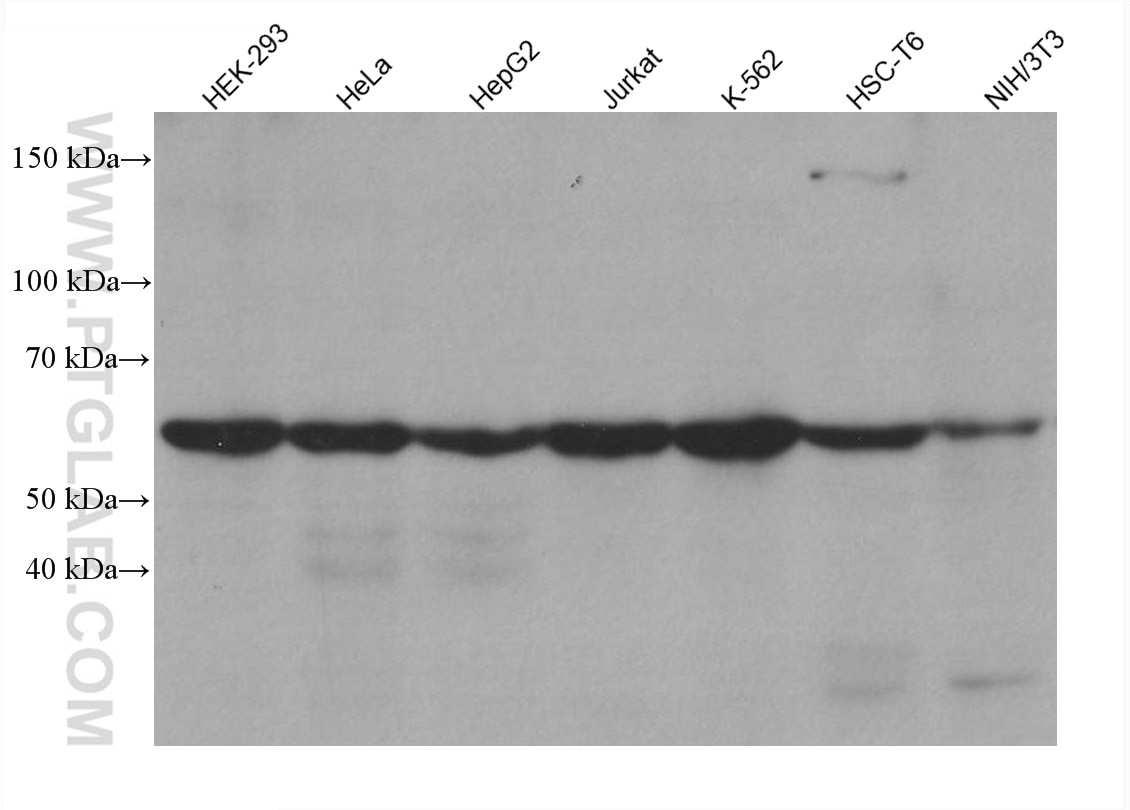 Western Blot (WB) analysis of various lysates using YTHDF1 Monoclonal antibody (66745-1-Ig)