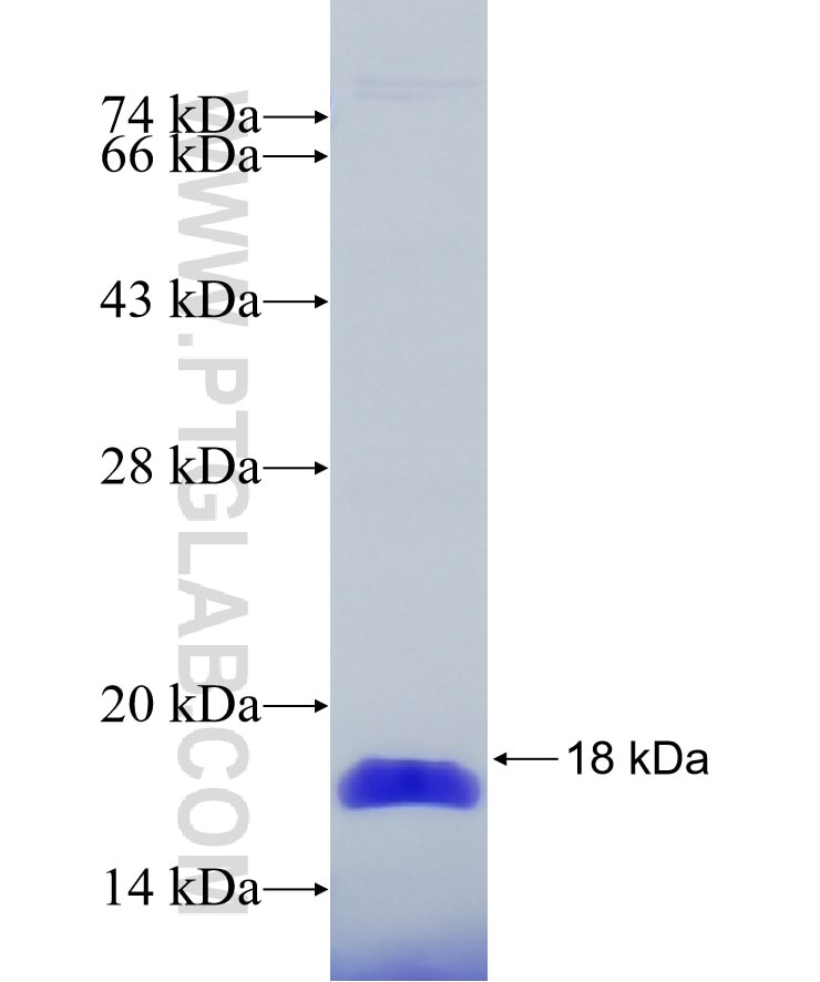 YTHDF1 fusion protein Ag25347 SDS-PAGE