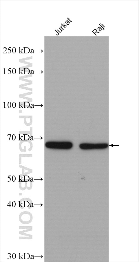 Western Blot (WB) analysis of various lysates using YTHDF2 Polyclonal antibody (24744-1-AP)