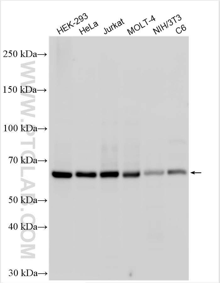 Western Blot (WB) analysis of various lysates using YTHDF2 Polyclonal antibody (24744-1-AP)