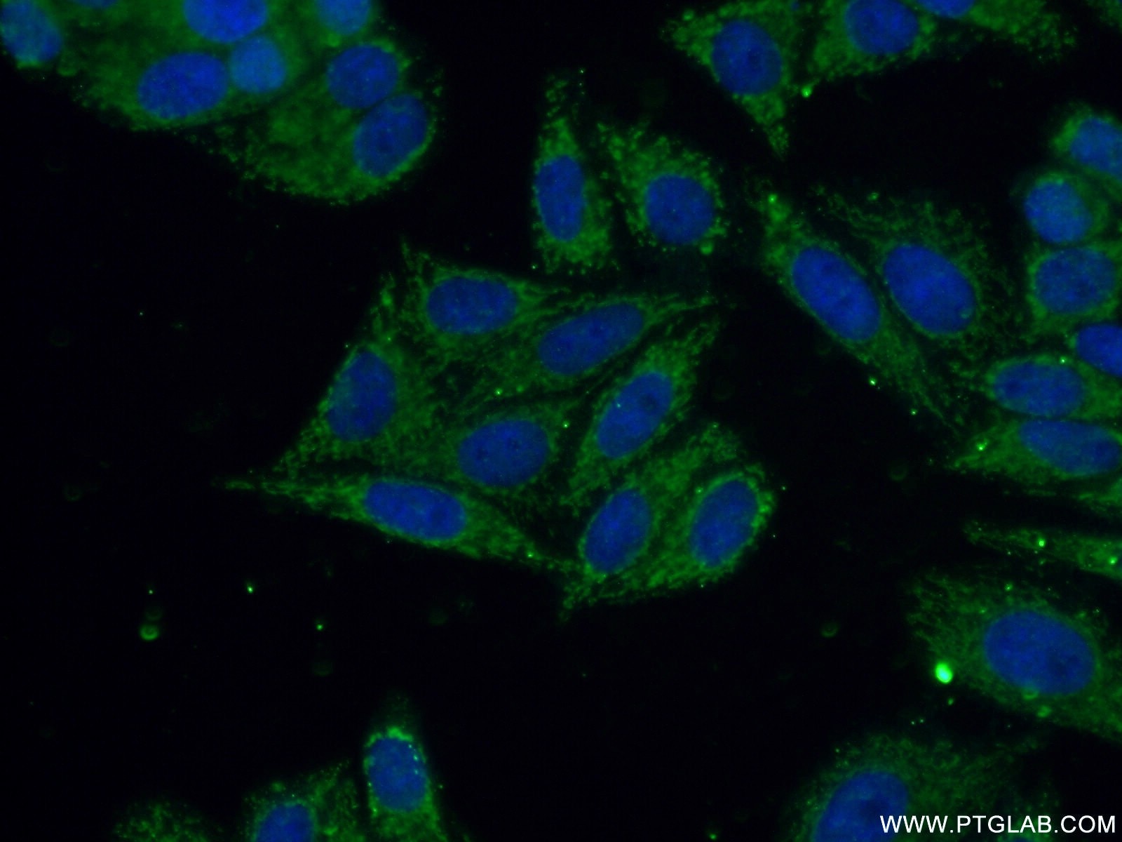 IF Staining of HepG2 using 26771-1-AP