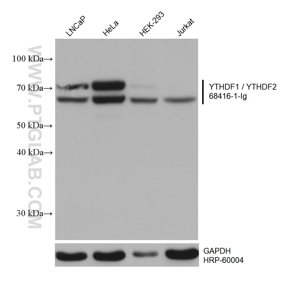 Western Blot (WB) analysis of various lysates using YTHDF1 / YTHDF2 Monoclonal antibody (68416-1-Ig)