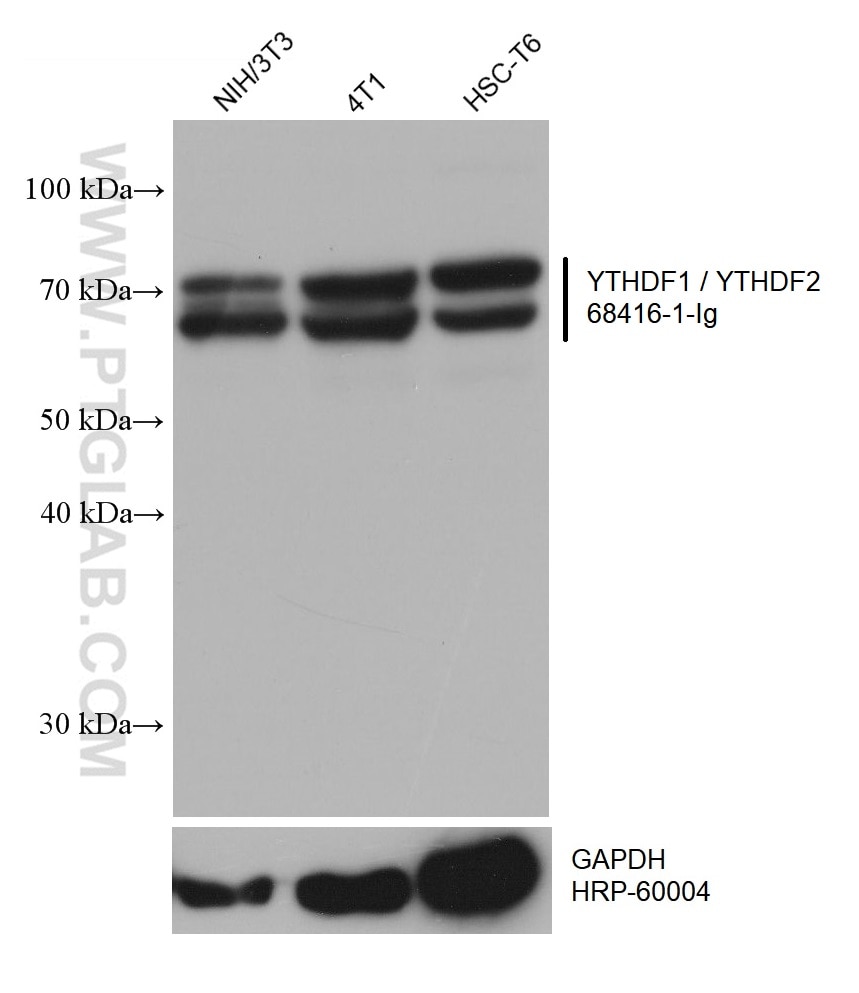 Western Blot (WB) analysis of various lysates using YTHDF1 / YTHDF2 Monoclonal antibody (68416-1-Ig)