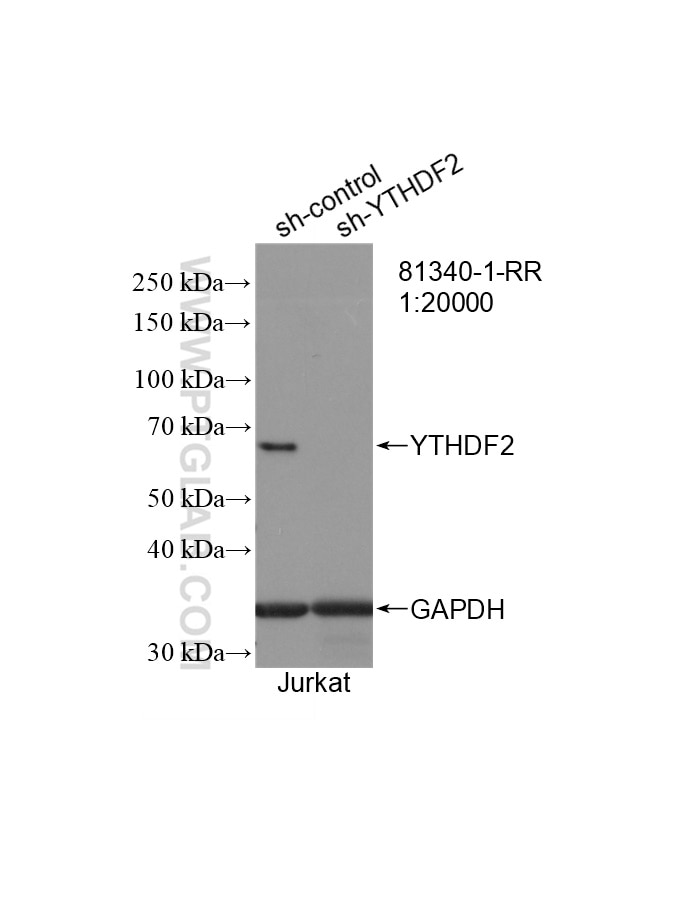 WB analysis of Jurkat using 81340-1-RR