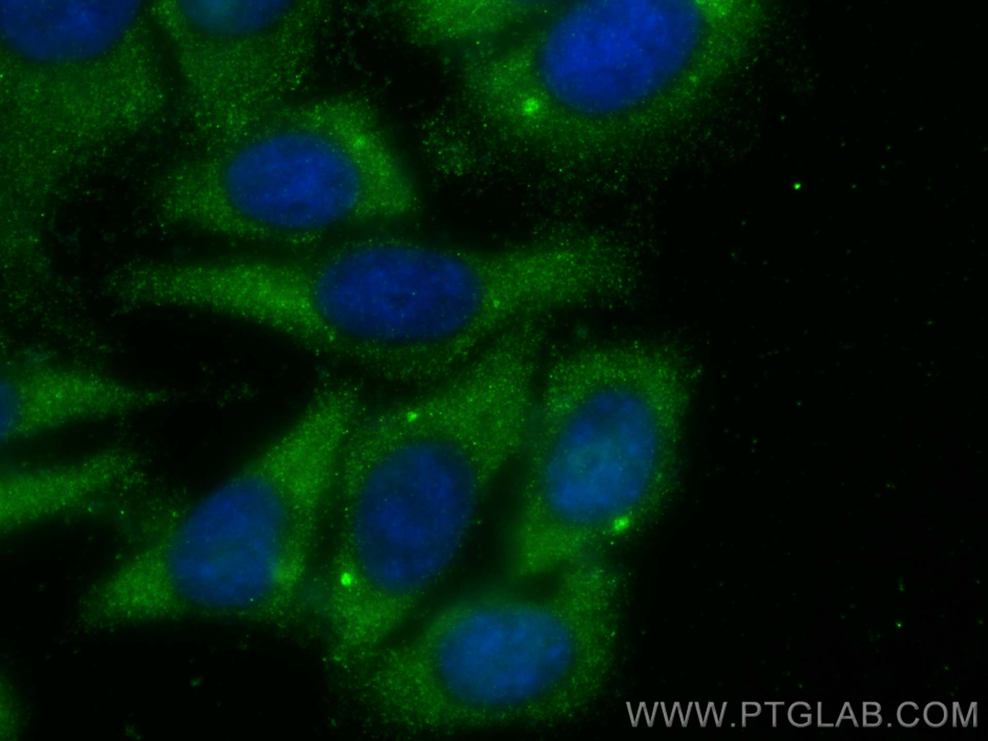 Immunofluorescence (IF) / fluorescent staining of HepG2 cells using YWHAB Polyclonal antibody (10936-1-AP)