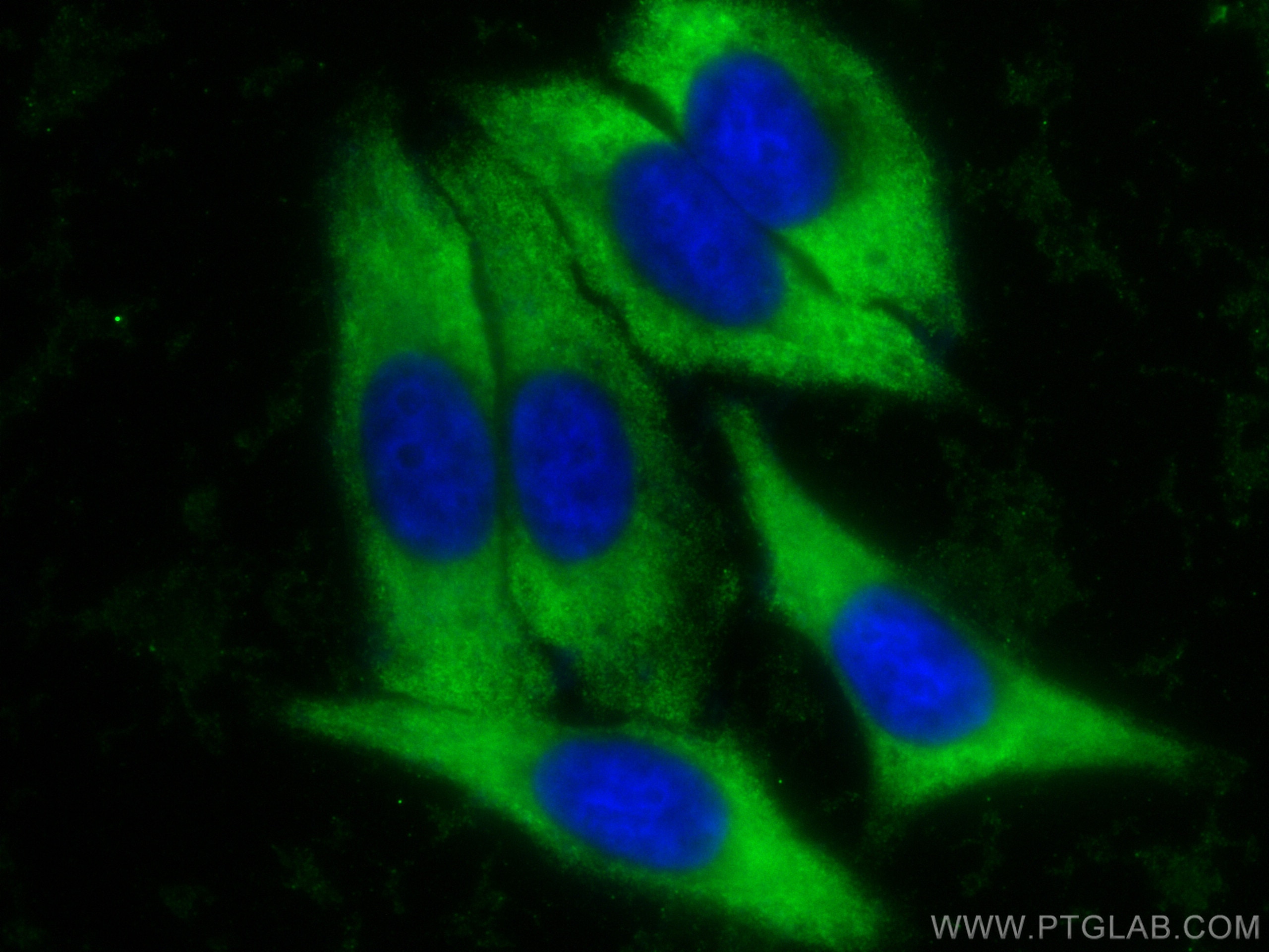 Immunofluorescence (IF) / fluorescent staining of HepG2 cells using CoraLite® Plus 488-conjugated YWHAB Polyclonal ant (CL488-10936)