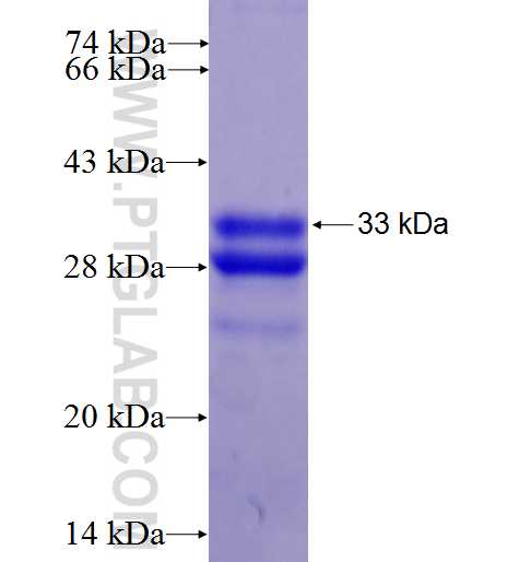 YWHAB fusion protein Ag1383 SDS-PAGE