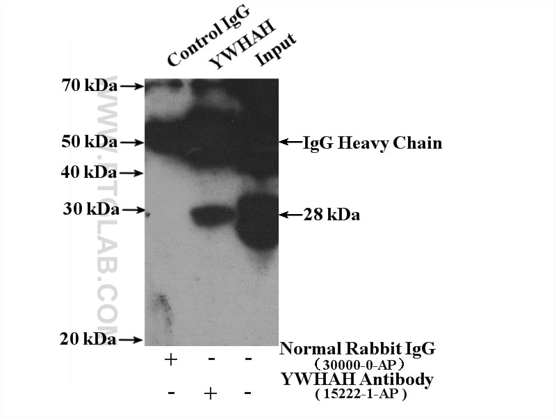 Immunoprecipitation (IP) experiment of NIH/3T3 cells using YWHAH Polyclonal antibody (15222-1-AP)