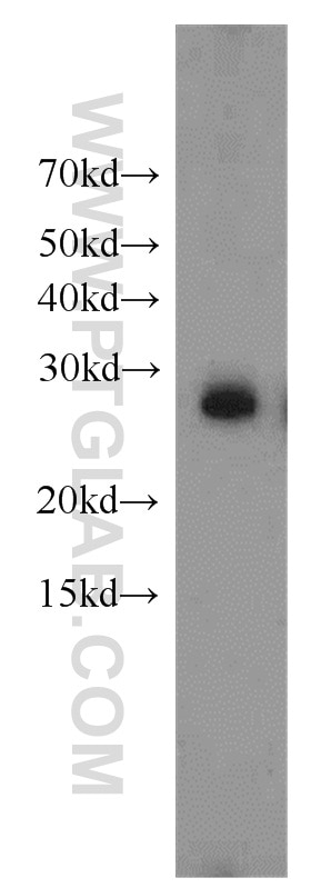 Western Blot (WB) analysis of NIH/3T3 cells using YWHAH Polyclonal antibody (15222-1-AP)