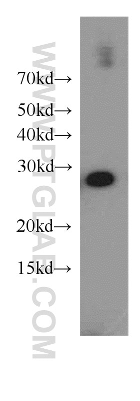 Western Blot (WB) analysis of Raji cells using YWHAH Polyclonal antibody (15222-1-AP)