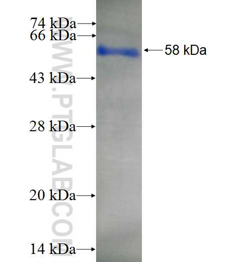 YWHAH fusion protein Ag7435 SDS-PAGE
