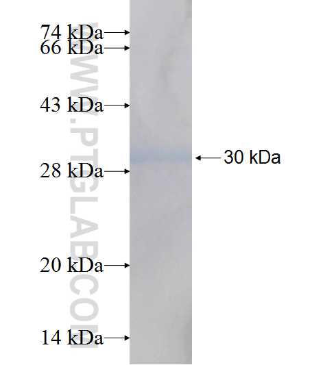 YWHAH fusion protein Ag7459 SDS-PAGE