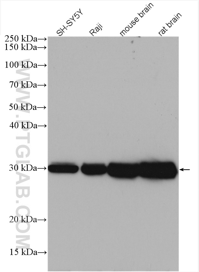 Western Blot (WB) analysis of various lysates using YWHAZ Polyclonal antibody (14881-1-AP)