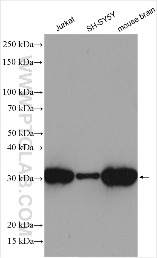 Western Blot (WB) analysis of various lysates using YWHAZ Polyclonal antibody (14881-1-AP)