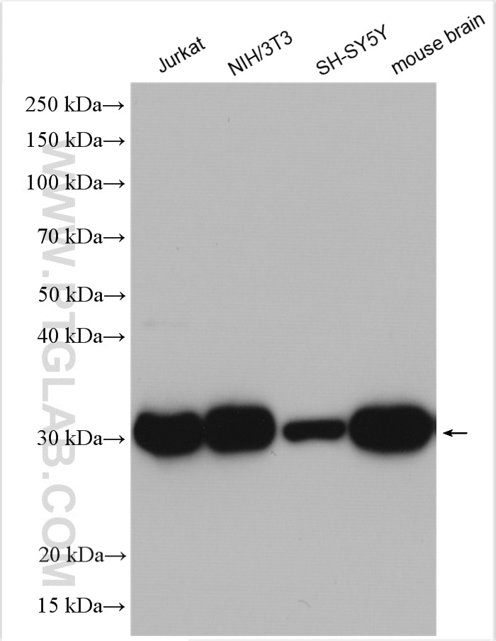 Western Blot (WB) analysis of various lysates using YWHAZ Polyclonal antibody (14881-1-AP)