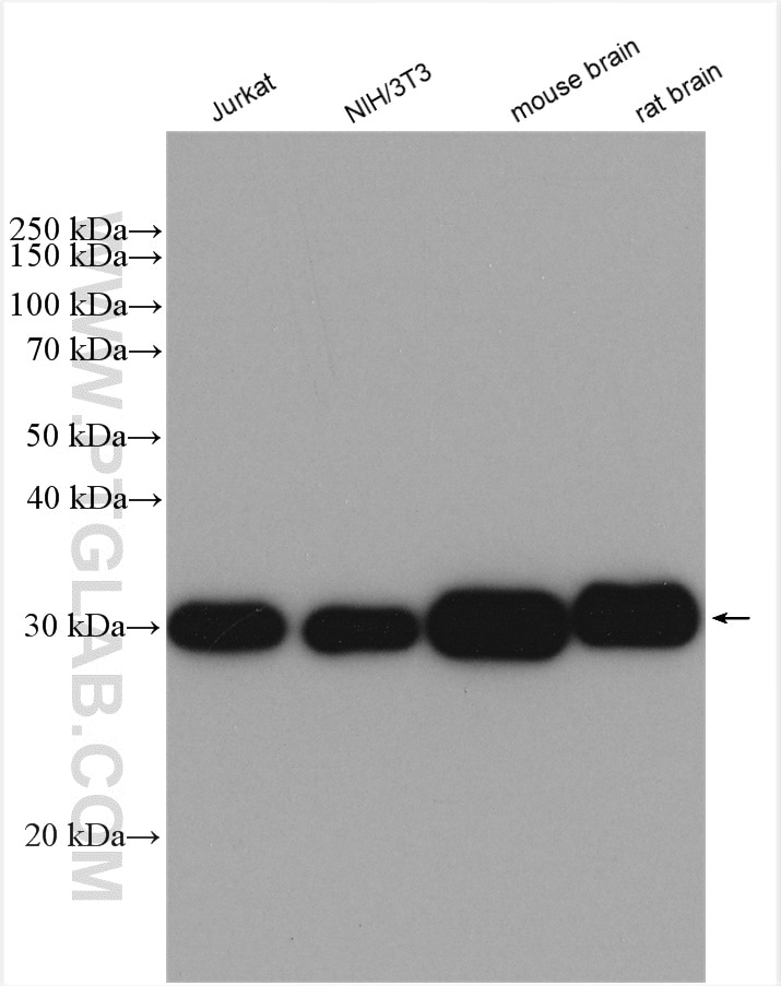 Western Blot (WB) analysis of various lysates using YWHAZ Polyclonal antibody (14881-1-AP)