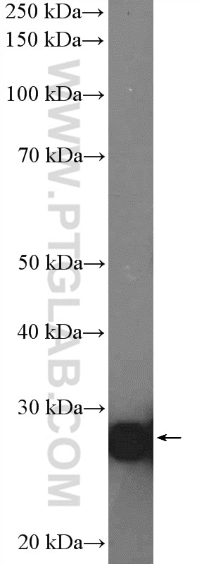 YWHAZ Polyclonal antibody