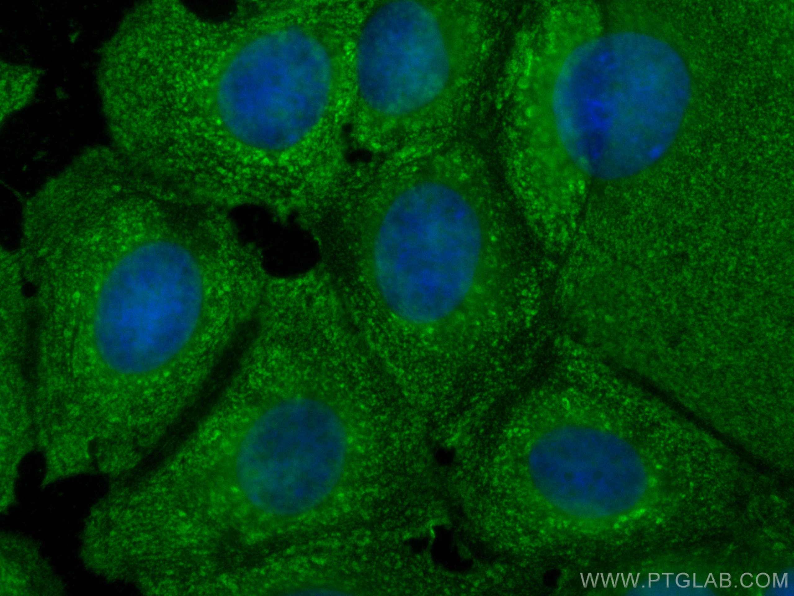 Immunofluorescence (IF) / fluorescent staining of MCF-7 cells using YWHAZ Monoclonal antibody (67698-1-Ig)