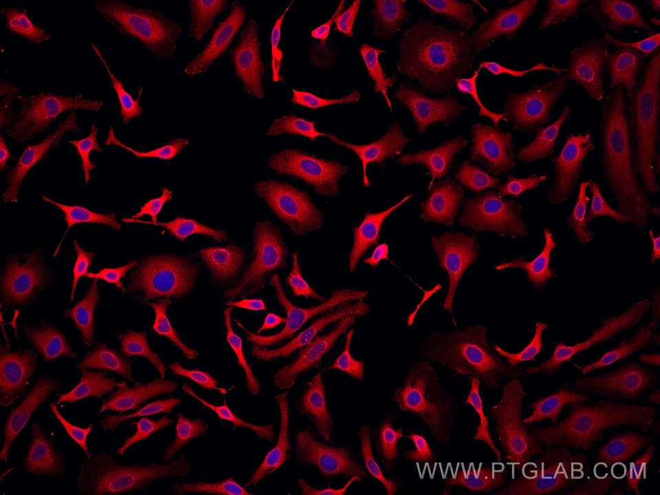 IF Staining of HeLa using 67698-1-Ig Immunofluorescence (IF) / fluorescent staining of HeLa cells using YWHAZ Monoclonal antibody (67698-1-Ig)