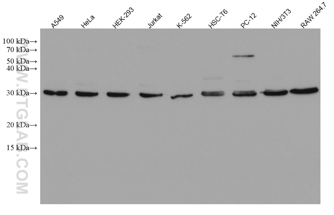 Western Blot (WB) analysis of various lysates using YWHAZ Monoclonal antibody (67698-1-Ig)