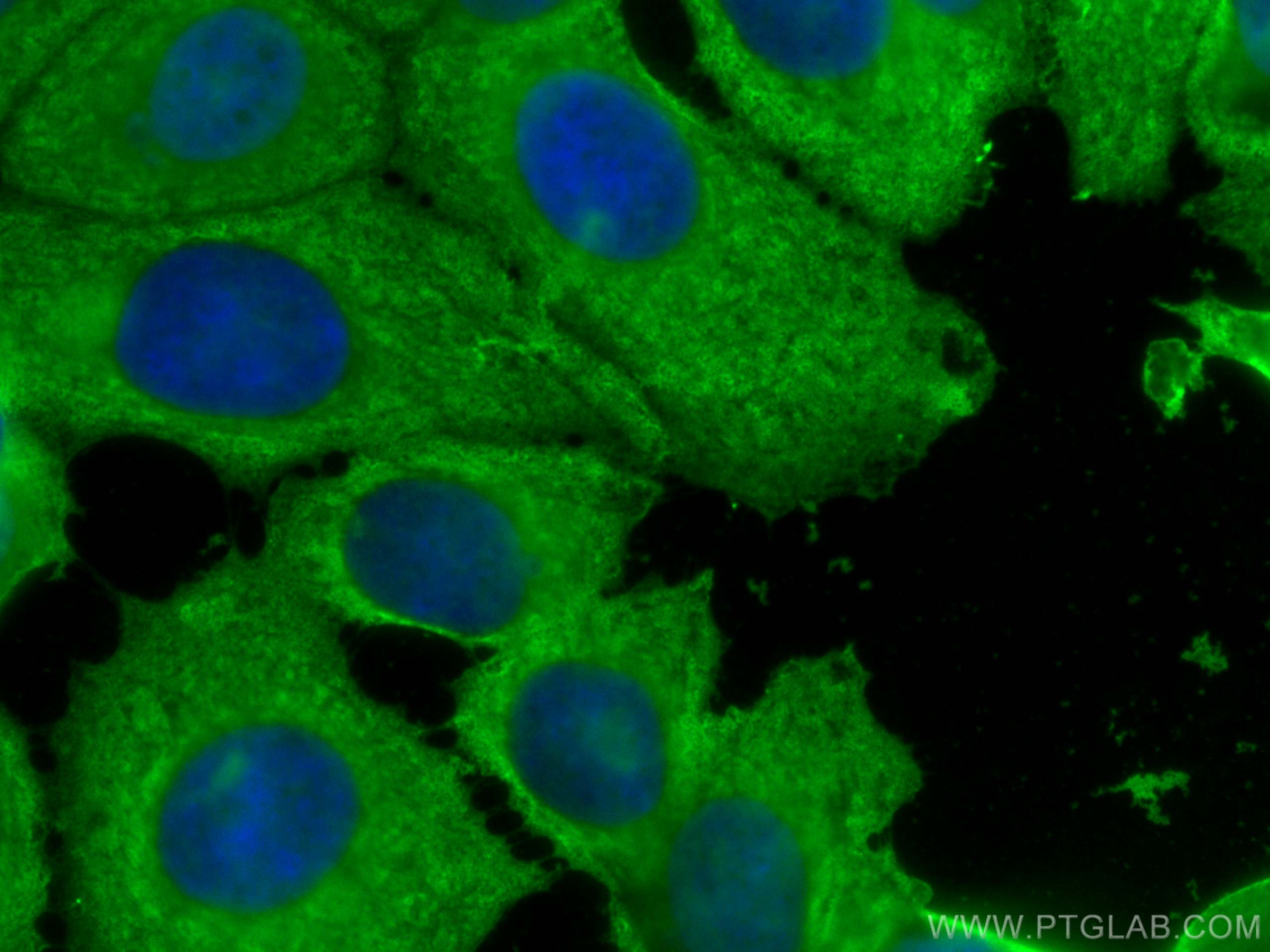 Immunofluorescence (IF) / fluorescent staining of MCF-7 cells using CoraLite® Plus 488-conjugated YWHAZ Monoclonal ant (CL488-67698)