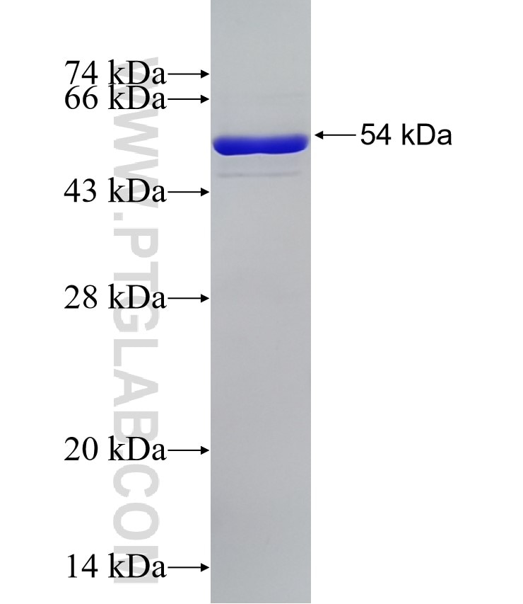 YWHAZ fusion protein Ag6654 SDS-PAGE
