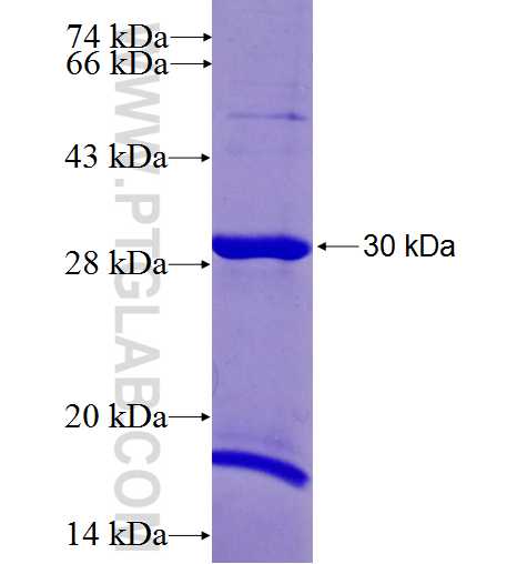 YWHAZ fusion protein Ag6667 SDS-PAGE