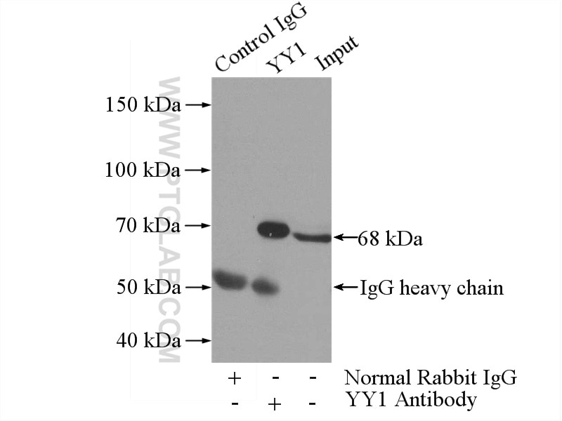 Immunoprecipitation (IP) experiment of HeLa cells using YY1 Polyclonal antibody (22156-1-AP)