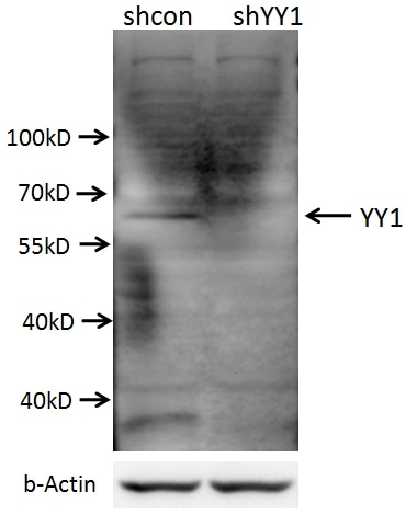 YY1 Polyclonal antibody