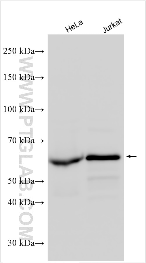 Western Blot (WB) analysis of various lysates using YY1 Polyclonal antibody (22156-1-AP)