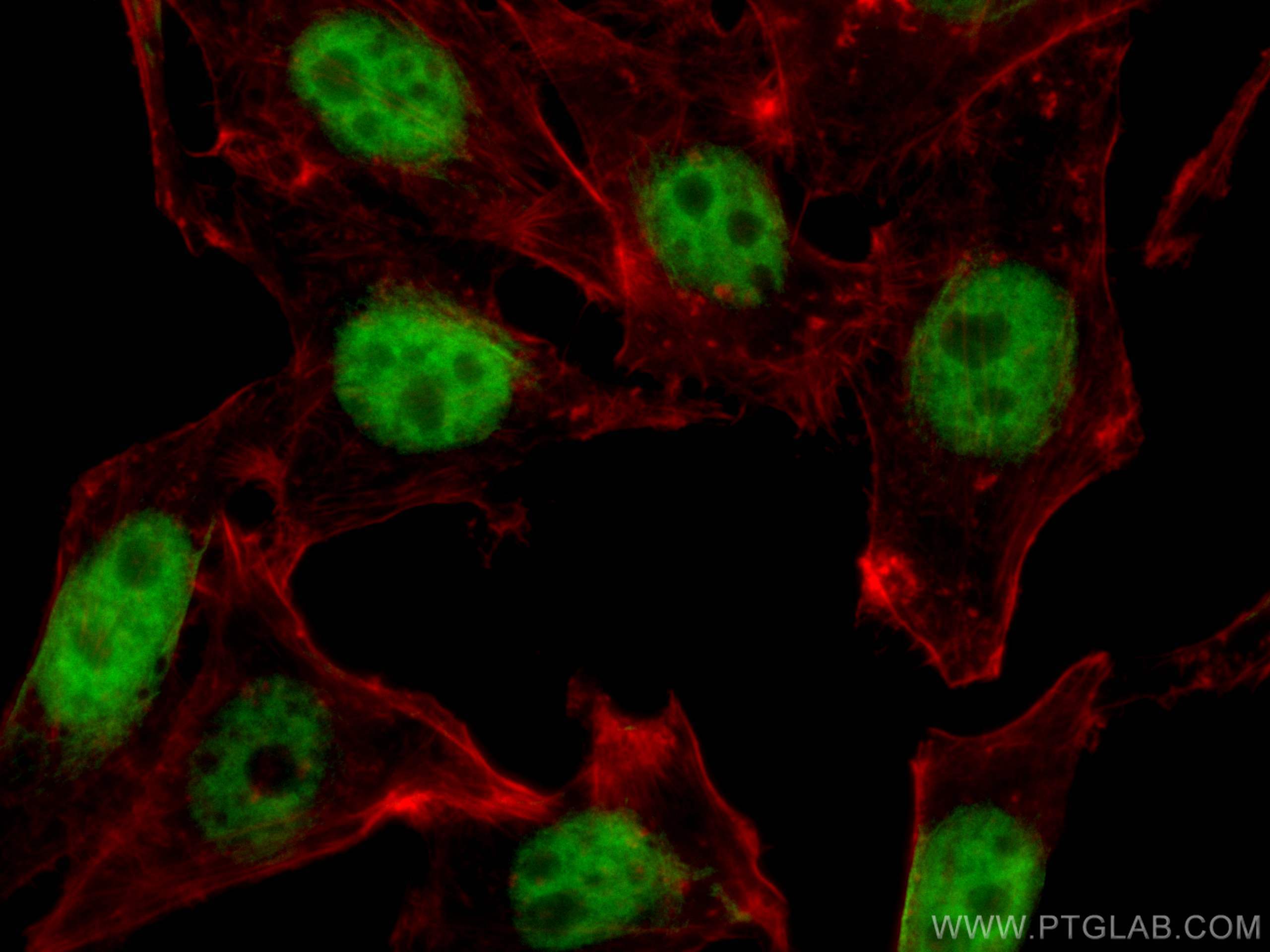 Immunofluorescence (IF) / fluorescent staining of HepG2 cells using YY1 Monoclonal antibody (66281-1-Ig)