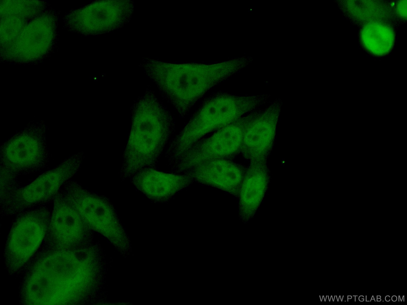 Immunofluorescence (IF) / fluorescent staining of HepG2 cells using YY1 Monoclonal antibody (66281-1-Ig)