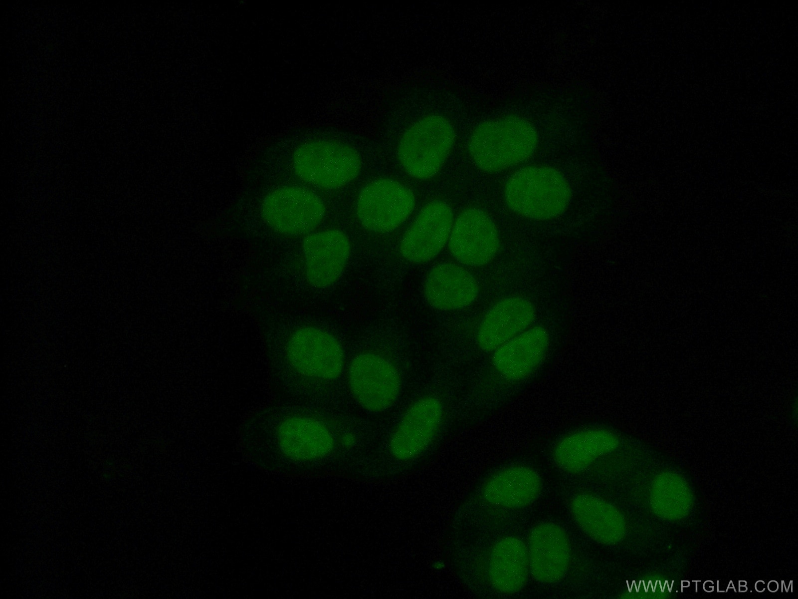 Immunofluorescence (IF) / fluorescent staining of HepG2 cells using YY1 Monoclonal antibody (66281-1-Ig)