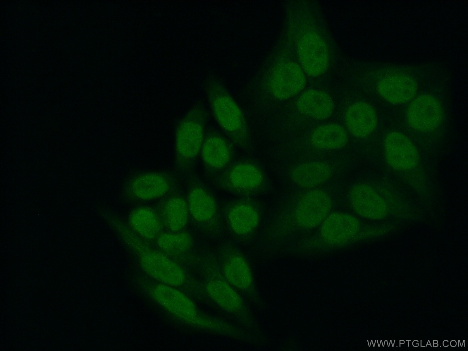 Immunofluorescence (IF) / fluorescent staining of HepG2 cells using YY1 Monoclonal antibody (66281-1-Ig)