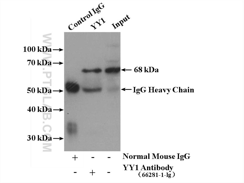 Immunoprecipitation (IP) experiment of NIH/3T3 cells using YY1 Monoclonal antibody (66281-1-Ig)