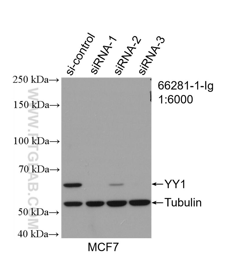 Western Blot (WB) analysis of MCF-7 cells using YY1 Monoclonal antibody (66281-1-Ig)