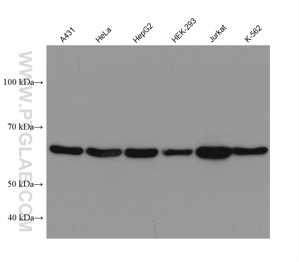 Western Blot (WB) analysis of various lysates using YY1 Monoclonal antibody (66281-1-Ig)
