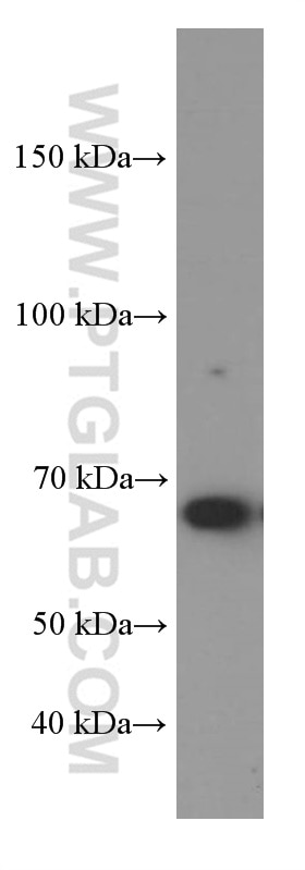 Western Blot (WB) analysis of NIH/3T3 cells using YY1 Monoclonal antibody (66281-1-Ig)