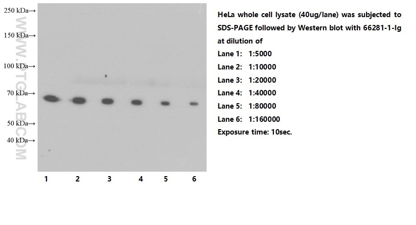 Western Blot (WB) analysis of HeLa cells using YY1 Monoclonal antibody (66281-1-Ig)