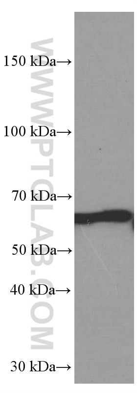 Western Blot (WB) analysis of COS-7 cells using YY1 Monoclonal antibody (66281-1-Ig)