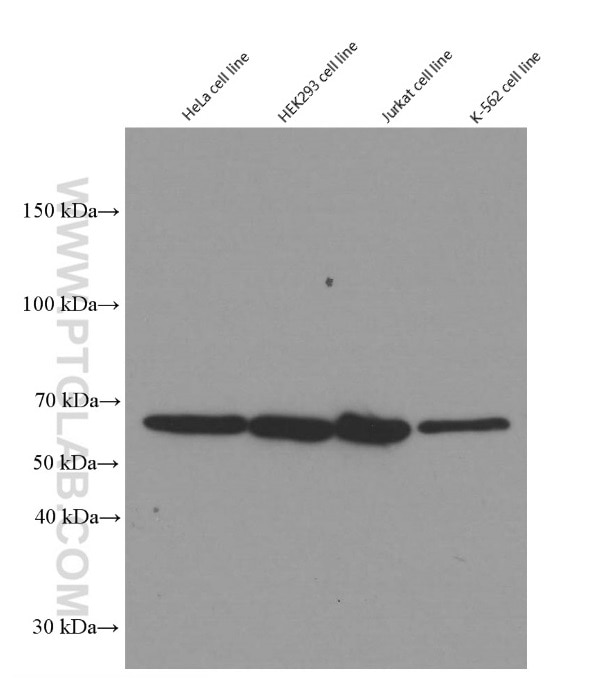 Western Blot (WB) analysis of HeLa cells using YY1 Monoclonal antibody (66281-1-Ig)