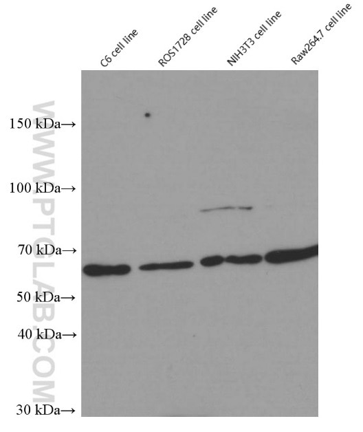 Western Blot (WB) analysis of C6 cells using YY1 Monoclonal antibody (66281-1-Ig)