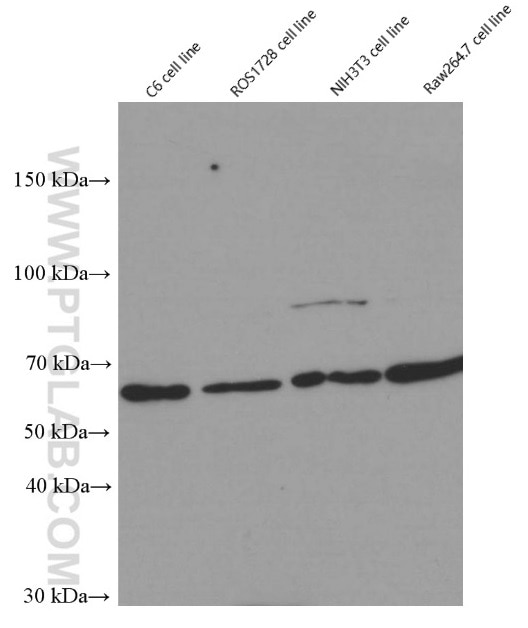 WB analysis of C6 using 66281-1-Ig