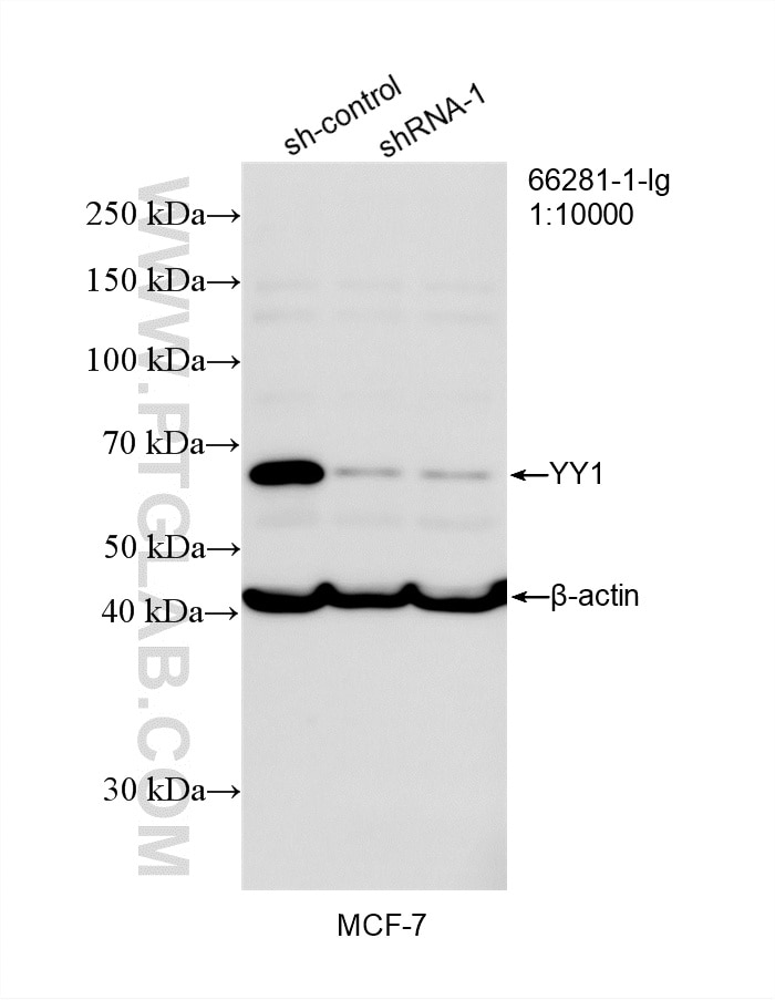 Western Blot (WB) analysis of MCF-7 cells using YY1 Monoclonal antibody (66281-1-Ig)