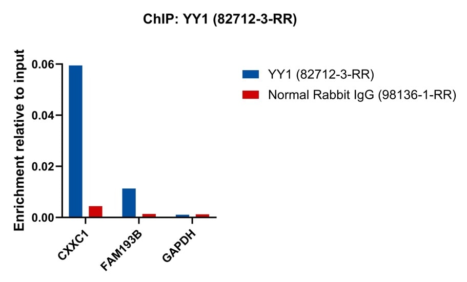 ChIP experiment of K-562 cells using YY1 Recombinant antibody (82712-3-RR)